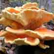 Трутовик серно-жёлтый (Laetiporus sulphureus)