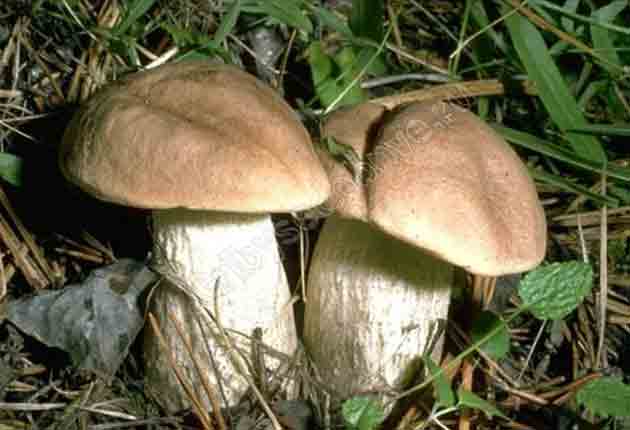 Leccinum duriusculum Sing.