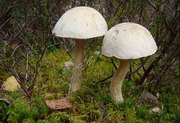 Leccinum niveum