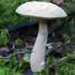 Подберёзовик болотный (Leccinum niveum)