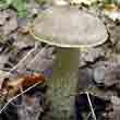 Подберезовик обыкновенный, обабок (Leccinum scabrum)