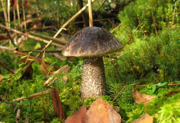 Leccinum variicolor