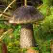 Подберёзовик разноцветный (Leccinum variicolor)