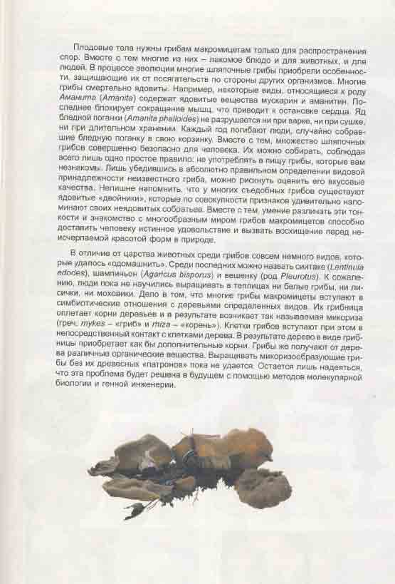 Плодовые тела нужны грибам макромицетам только для распространения спор.
