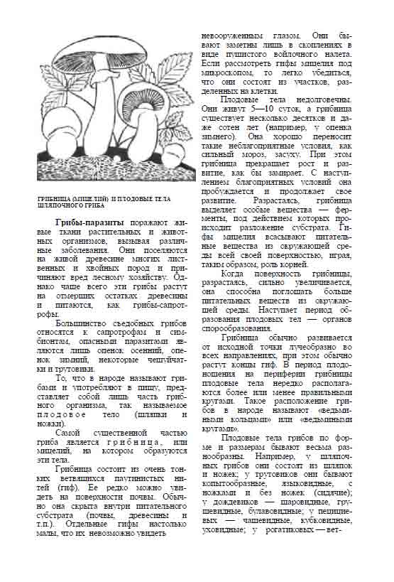 Грибница существует несколько десятков и даже сотен лет