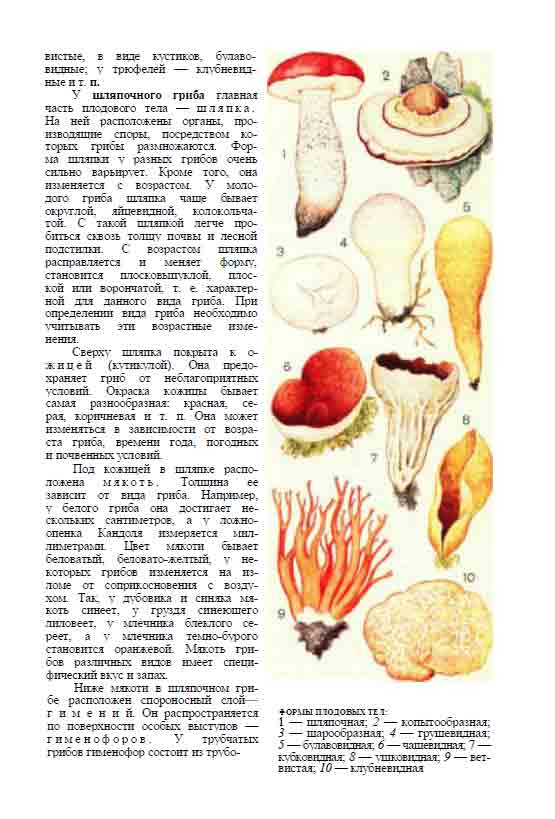 Сверху шляпка покрыта кожицей или кутикулой. Она предохраняет гриб от неблагоприятных условий