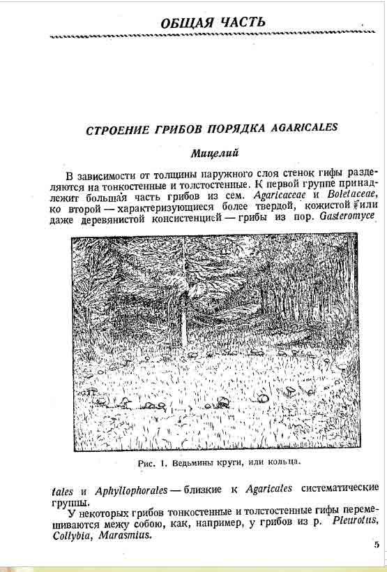 Строение грибов порядка Мицелий 