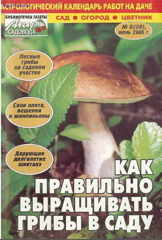 Лесные грибы на садовом участке