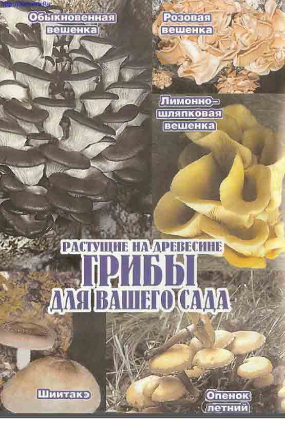 Розовая вешенка лимонно-шляпковая вешенка
