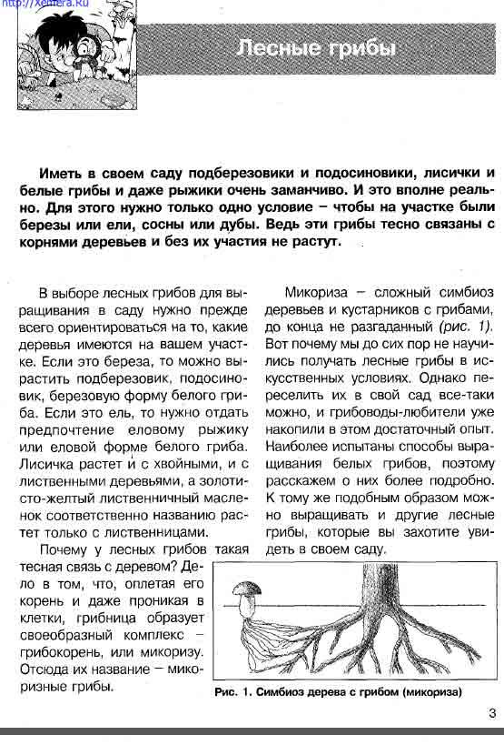 Иметь в своём саду подберёзовики и подосиновики, лисички и белые очень заманчиво