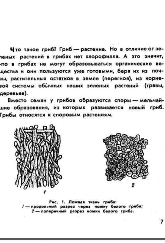 Что такое гриб? Гриб это растение.
