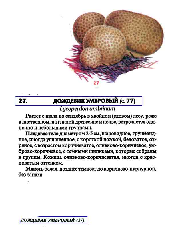 Изображение с описанием дождевичка умбрового
