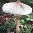 Гриб зонтик белый (Macrolepiota excoriata)