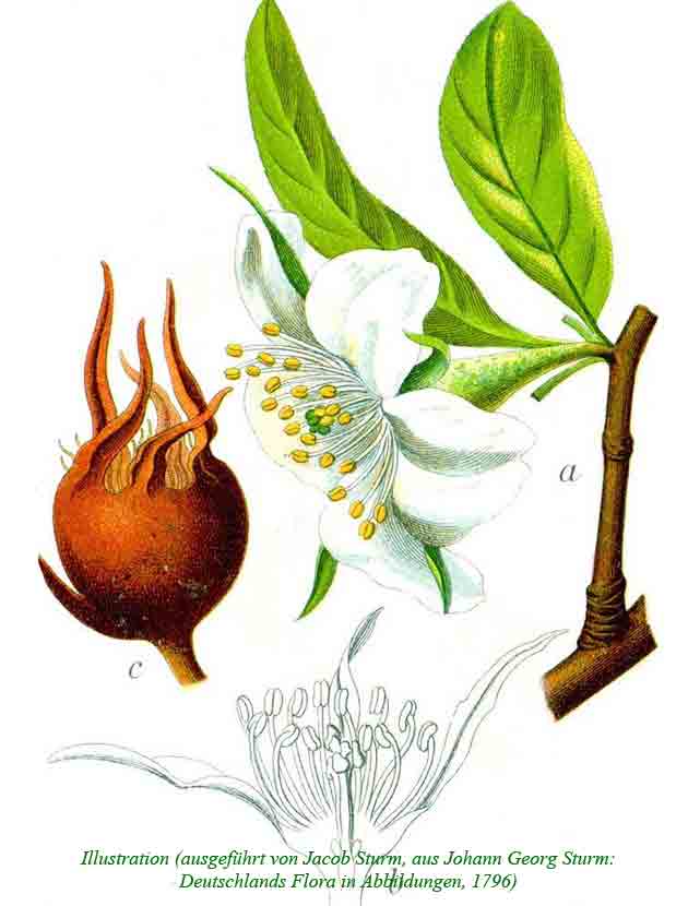 Рисунок мушмулы 1796 года из немецкой энциклопедии