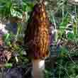 Сморчок конический (Morchella conica)