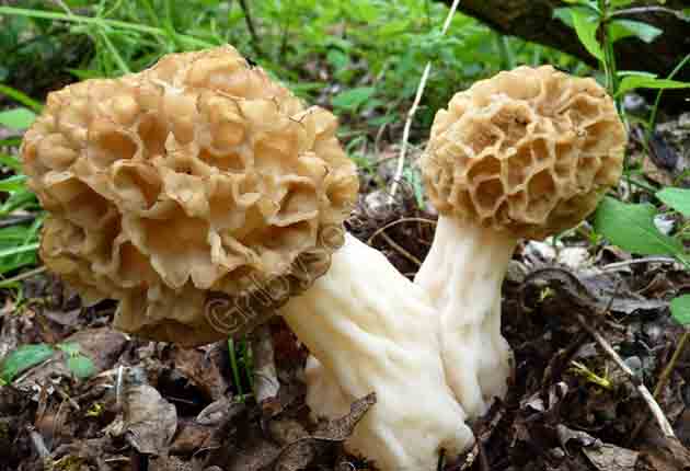 Morchella-esculenta