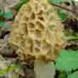 Сморчки настоящий съедобный (Morchella esculenta) 