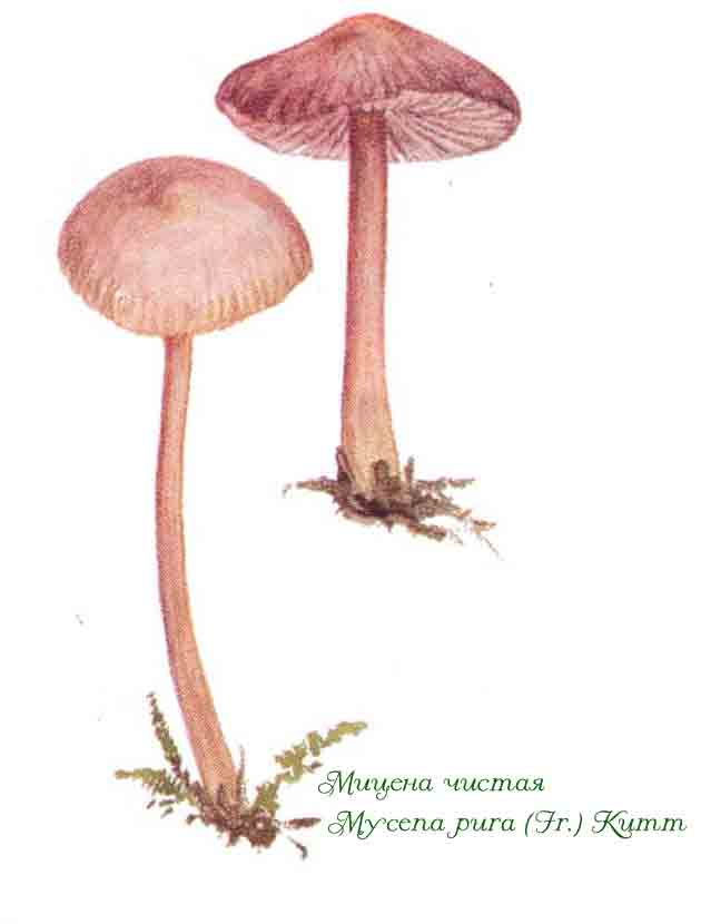 Картинка с изображением мицены чистой Mycena pura (Fr.) Kumm 
