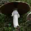 Шампиньон полевой (Agaricus arvensis)