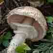 Шампиньон августовский (Agaricus augustus)