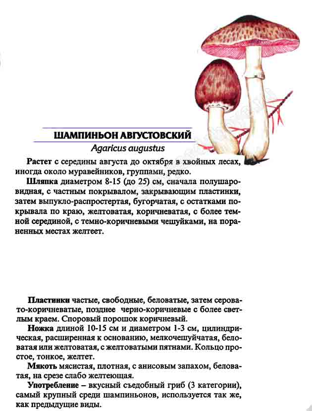 Описание шампиньона августовского с картинками