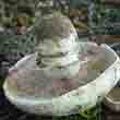 Шампиньон двукольцевой (Agaricus bitorguls)