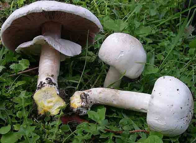 На лесной полянке растут рыжеющие шампиньны