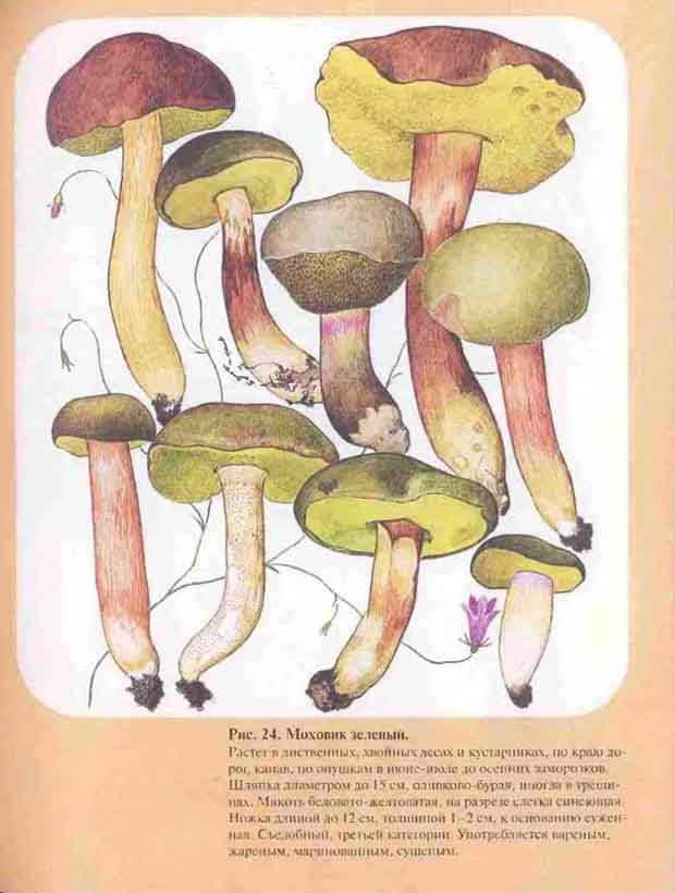 Описание зелёного моховика в книгах с картинками