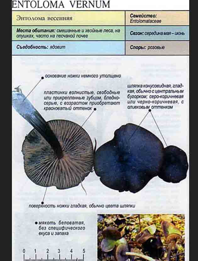 Описание Энтолома весенняя (лат. Entoloma vernum)