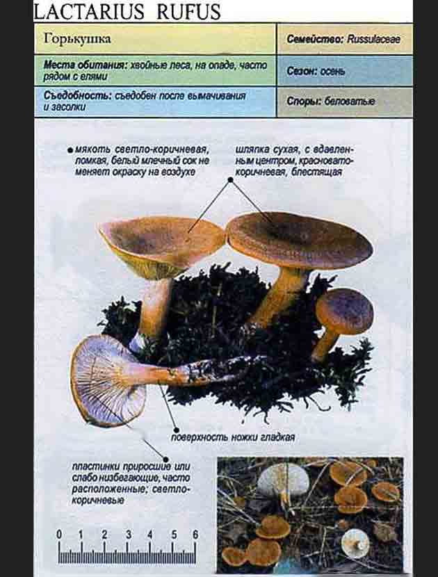 Описание горькушки из справочника