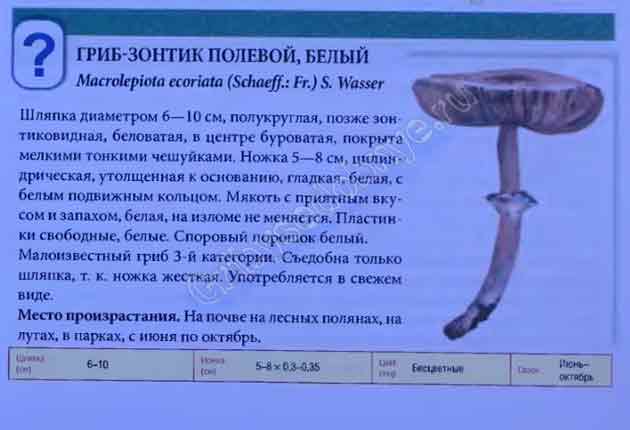 Изображение гриба-зонтика белого с описанием