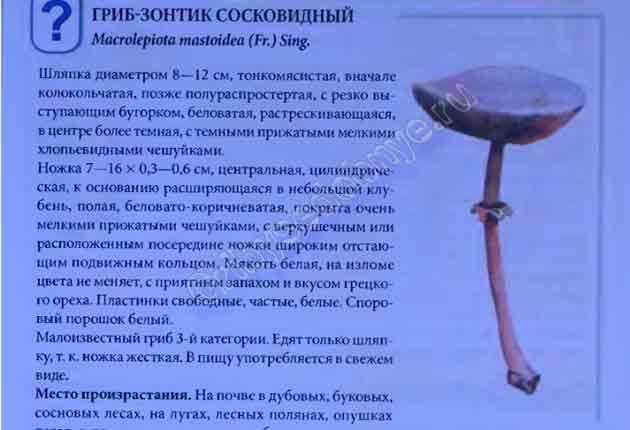 Картинка с изображением гриба-зонтика сосковидного с небольшим текстовым описанием