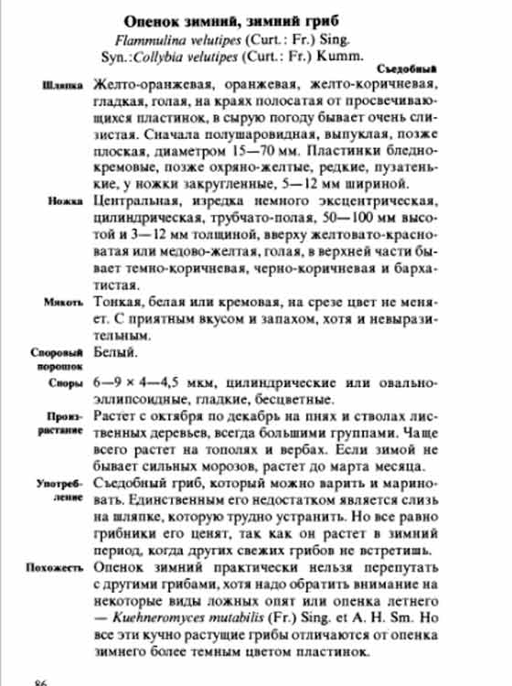 Опята зимние описание