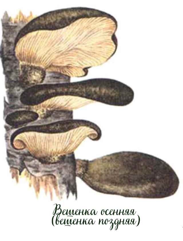 Картинка с рисунком вешенки осенней