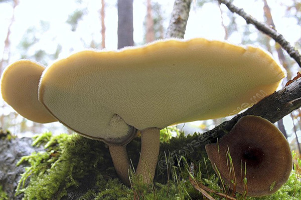 Фотография Polyporus brumalis