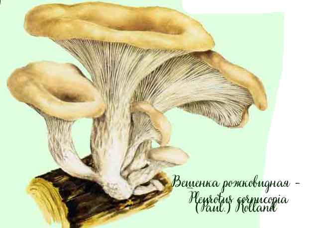 Картинка с изображением вешенки рожковидной