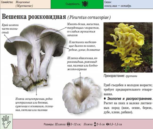Описание рожковидной вешенки из журнала
