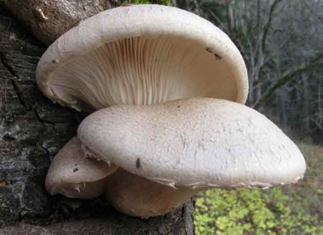 Вешенки дубовые (Pleurotus dryinus) растущие в прикорневой части дуба