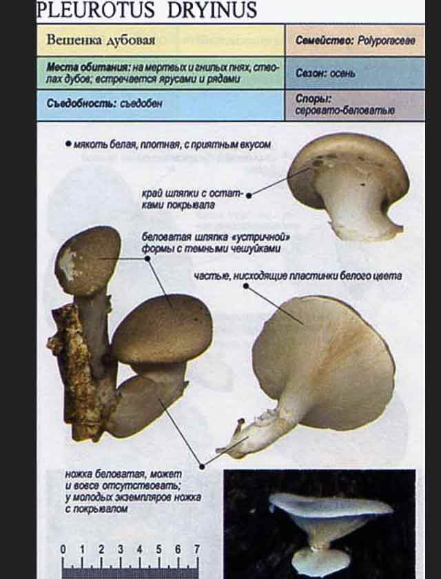 Описание вешенки дубовой из энциклопедии
