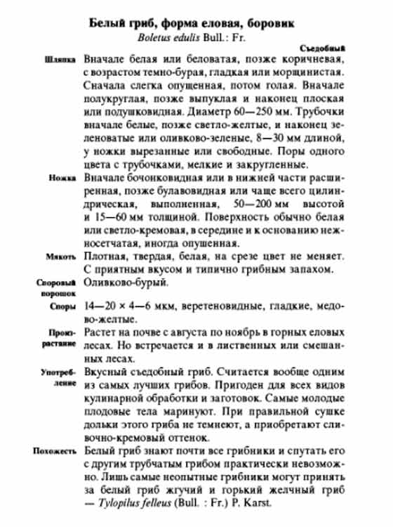 Описание боровика елового белого гриба в картинках