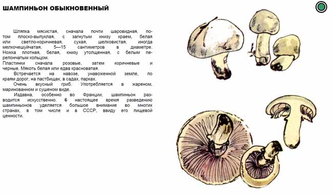 Шампиньон обыкновенные описание с картинками