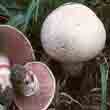 Шампиньон перелесковый (Agaricus sllvcola)
