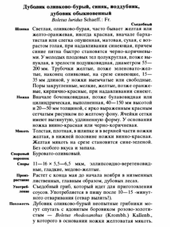 Описание дубовика оливково-бурого, поддубника или дубовика обыкновенного