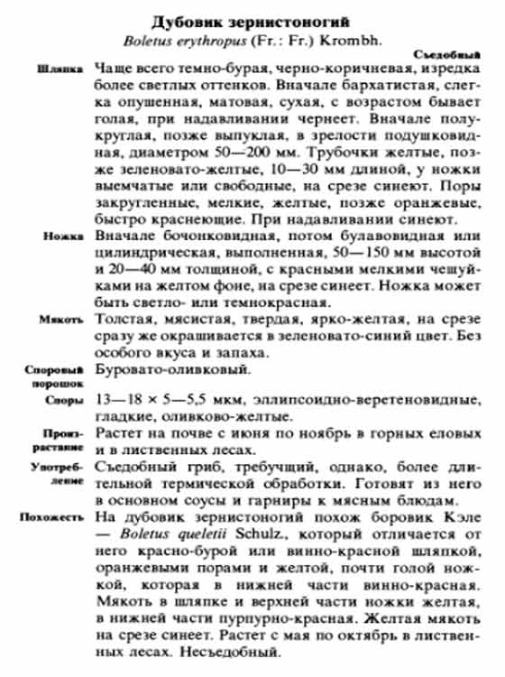 Гриб дубовик зернистоногий болетус