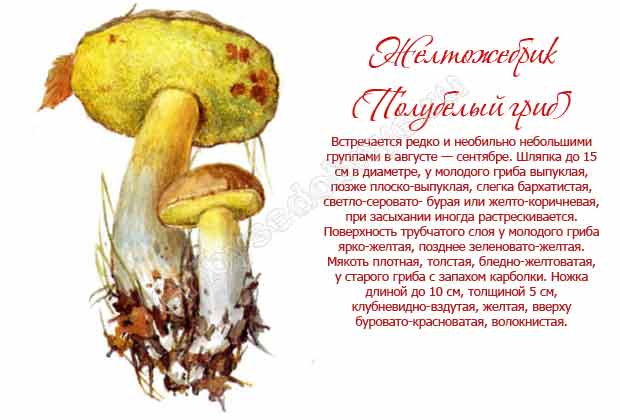 Описание желтожебрика