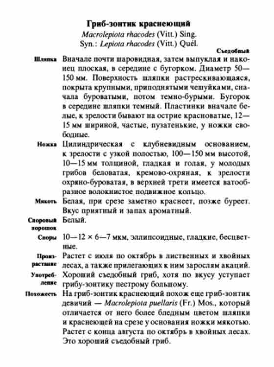 Гриб-зонтик краснеющий