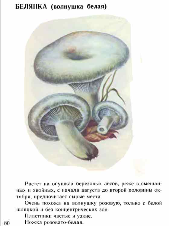 Описание волнушки белой в картинках