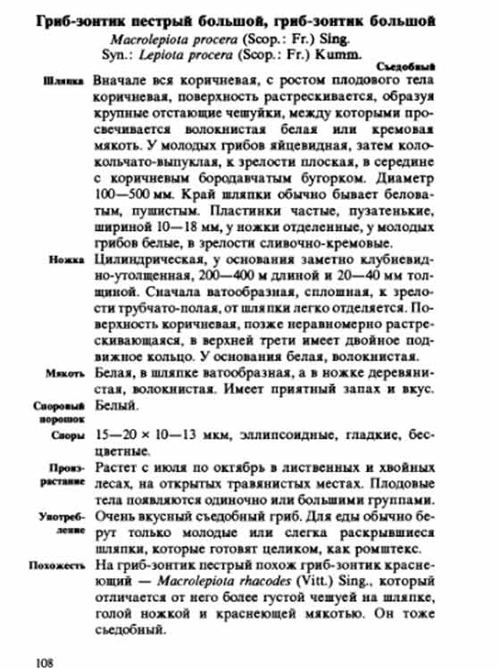 Гриб-зонтик пёстрый большой