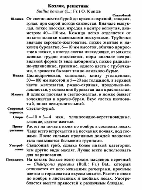 Гриб козляк или решетник