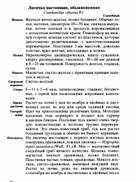 Лисичка настоящая обыкновенная жёлтая
